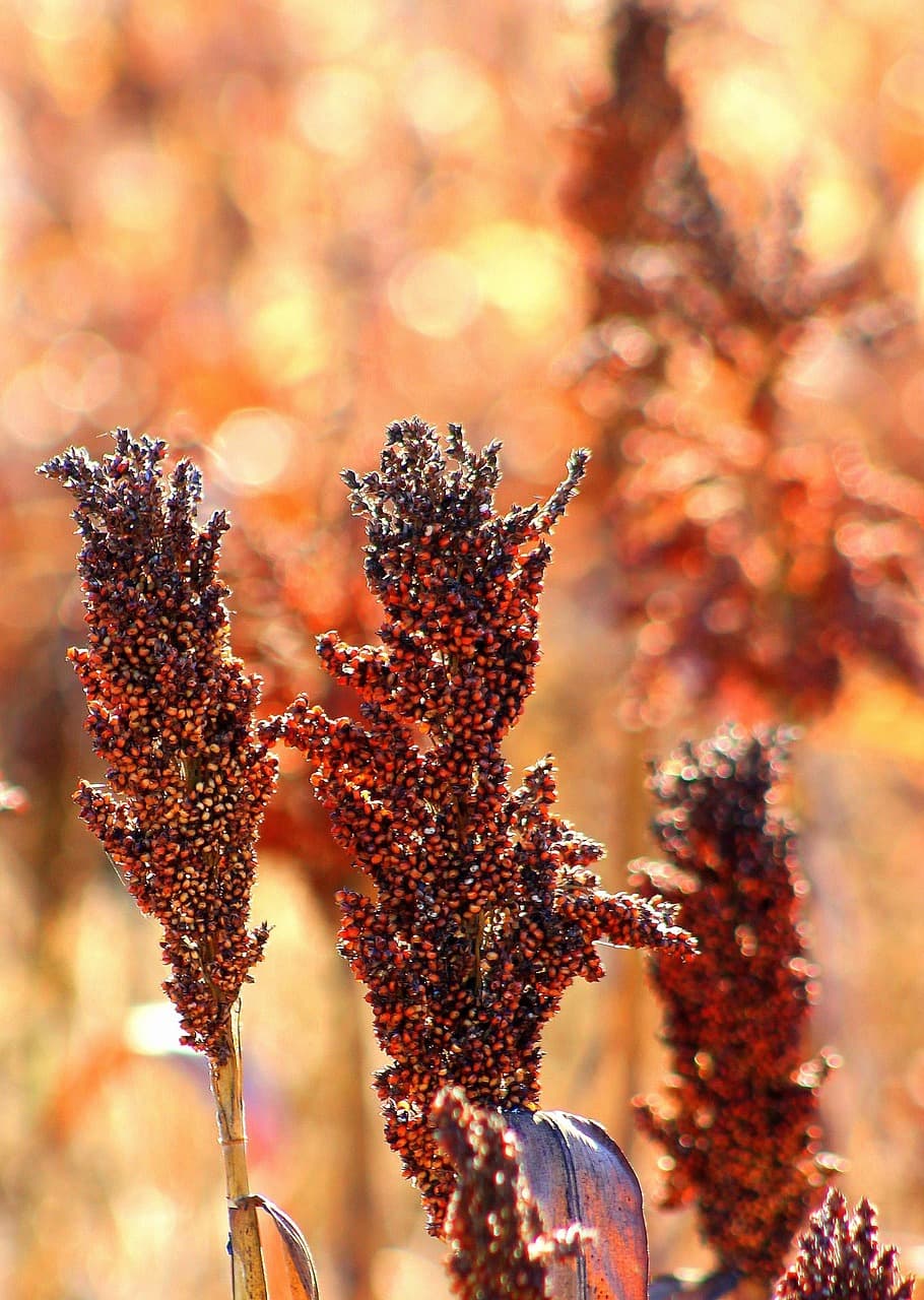 Sorghum (jowar) grain panicles with reddish-brown seed clusters ready for harvest