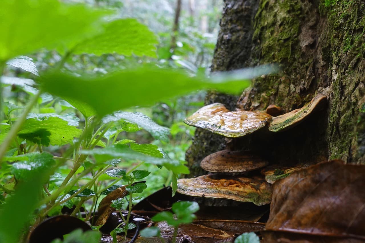 Reishi mushroom, Ganoderma lucidum, with lacquered cap