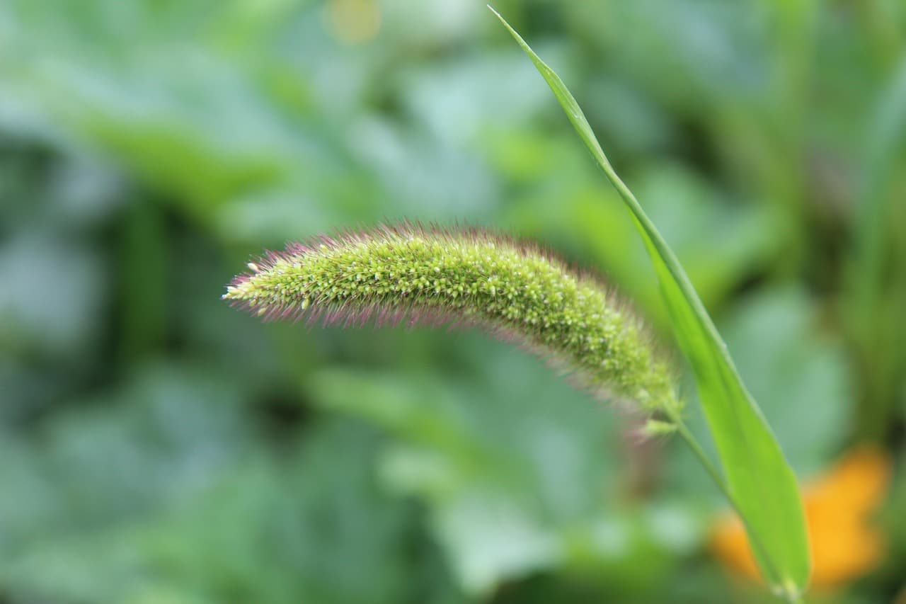 Foxtail millet plant with bristly seed head on the stalk