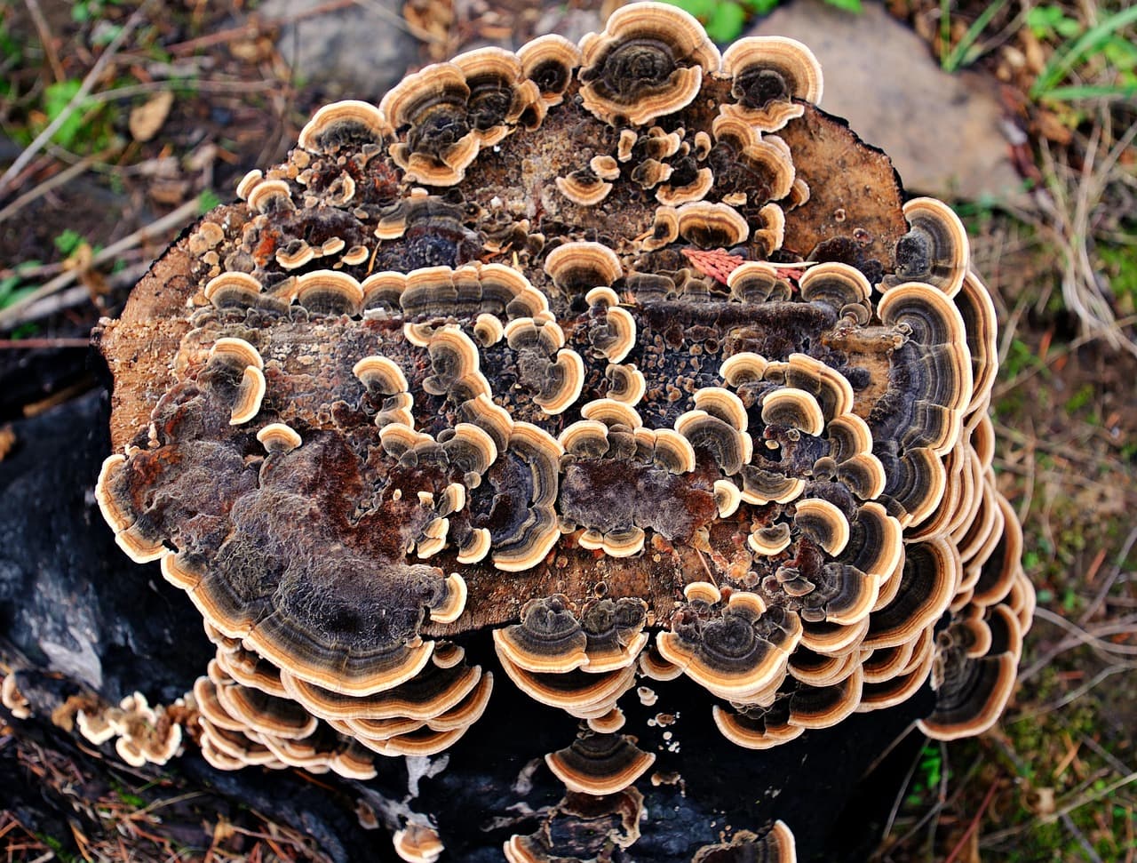 Turkey tail mushroom, Trametes versicolor, growing in layered brackets