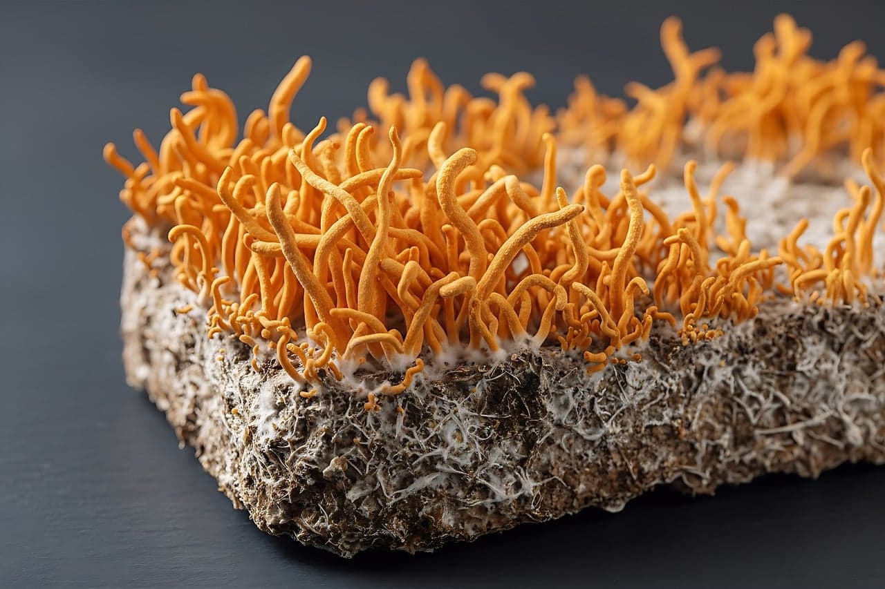 Cultivated orange Cordyceps militaris fruiting bodies